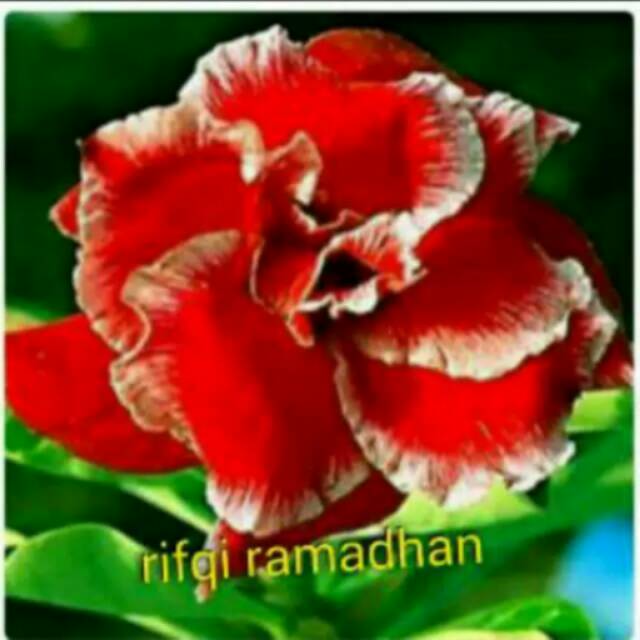 bibit bunga kamboja santaclose(merah motif putih)