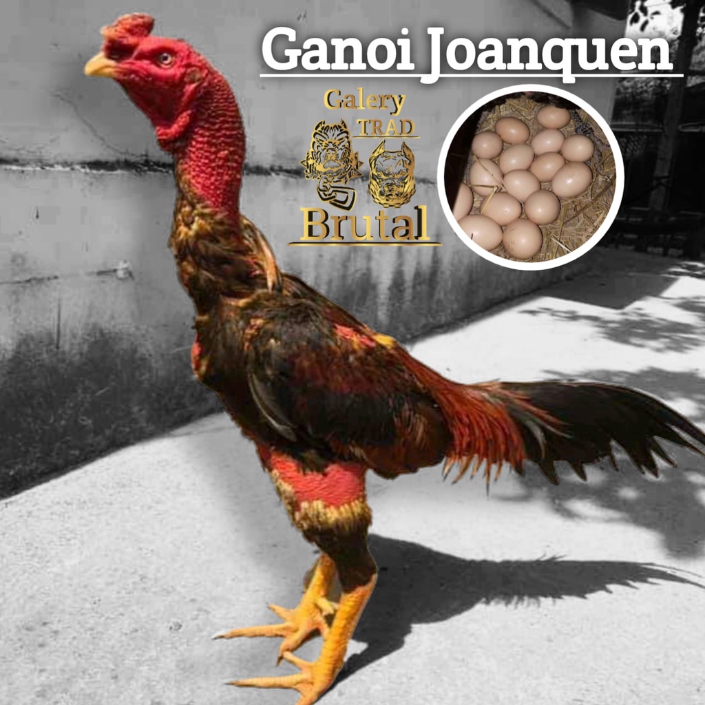 ayam ganoi telur fertil ganoy joanquen