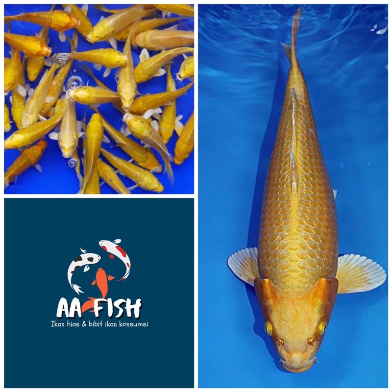 Ikan koi ogon yamabuki size 12-15 - Ikan hias - ikan koi