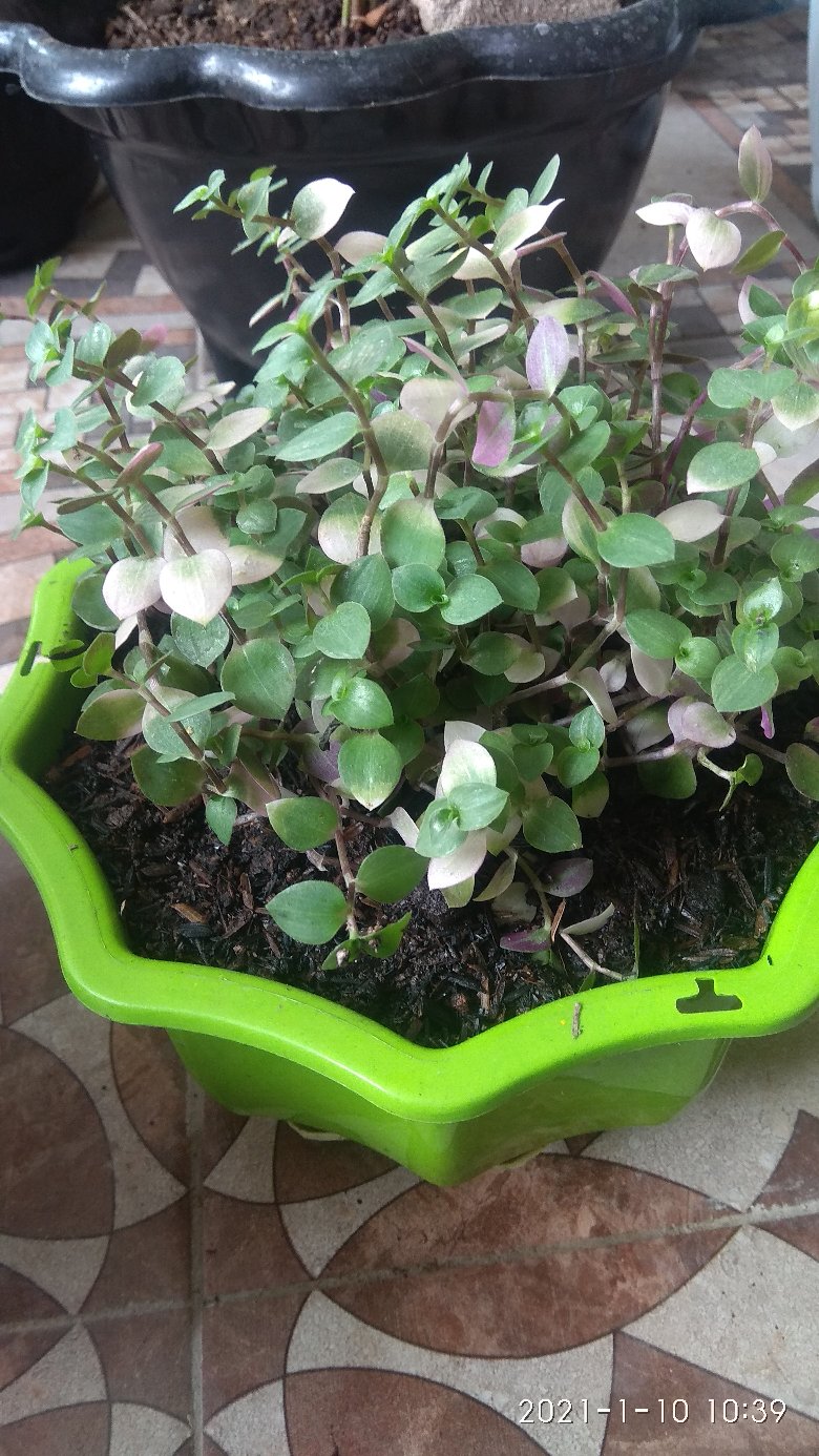 Tanaman Hias  Gantung Kribo