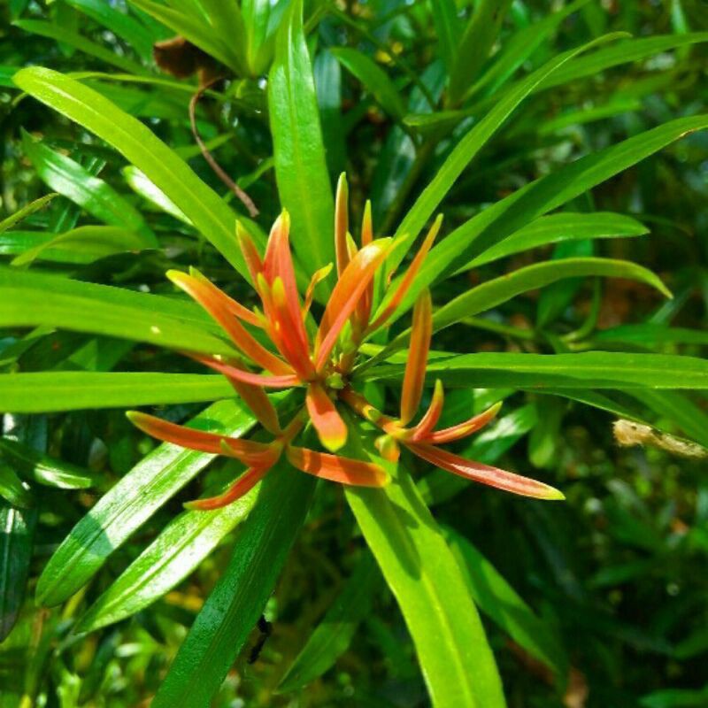 bibit lohansung pucuk merah /tanaman import