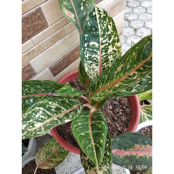 Aglonema Donacarmen indukan