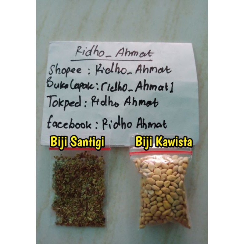termurah biji bonsai mix santigi Karang & kawista batu