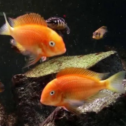 Tropheus Caramba Firefox Fire Fox Tanganyika
