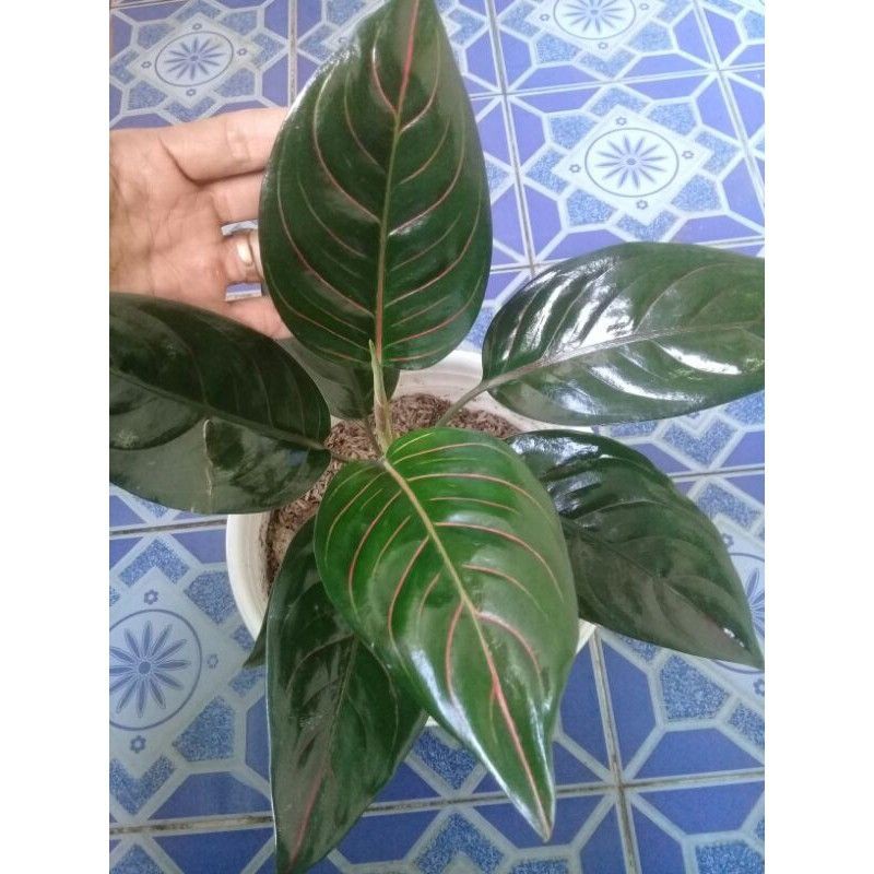 Aglonema Rotundum Tiger