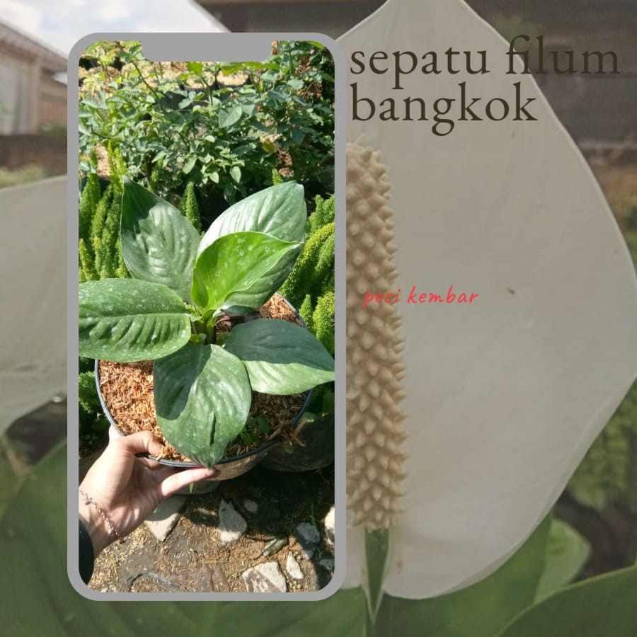 sepatu filum bangkok