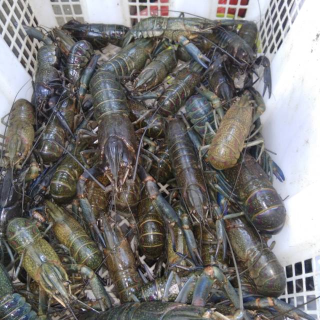 Lobster Air Tawar Konsumsi Isi 20 Ekor Perkilo Shopee Indonesia