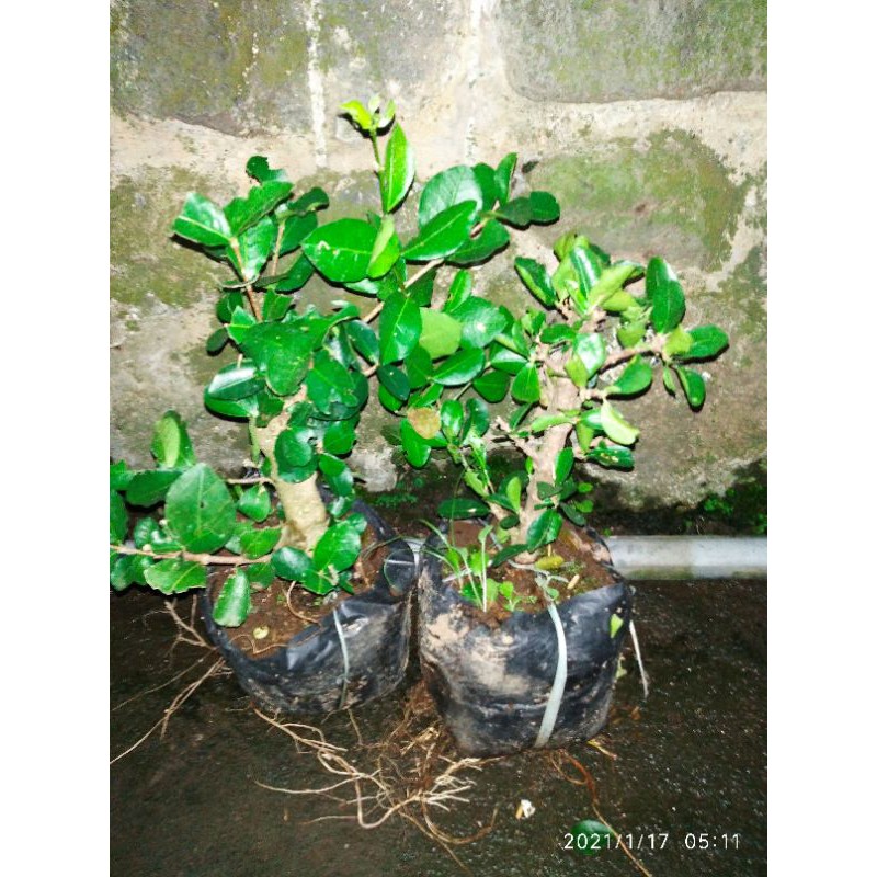 SIANCI/bahan bonsai bunga sianci