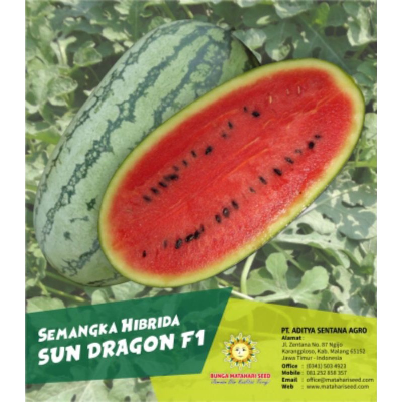 SEMANGKA HIBRIDA | SUN DRAGON F1