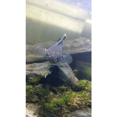 *chana limbata snackehead*, ikan hias predator chana gachua/chana limbata  uk 7-10 cm #lokalpride #c