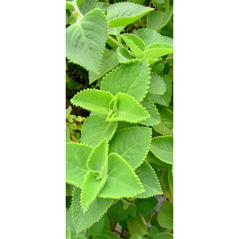 Jual Daun Jintan India/ Daun Bangun Bangun/ Jintan | Shopee Indonesia