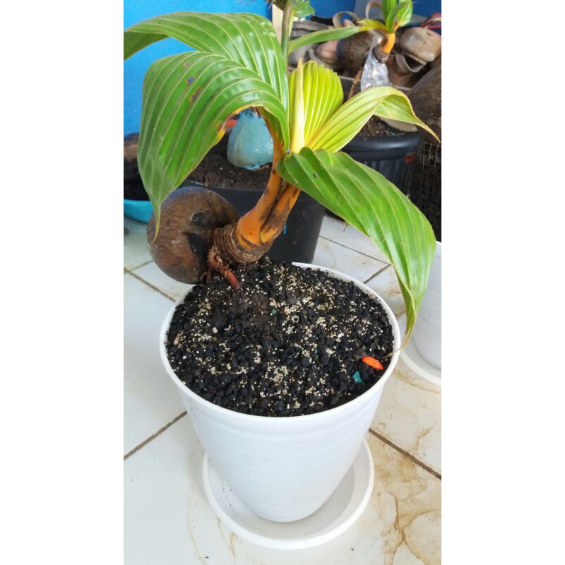 Bonsai kelapa minion gading orange