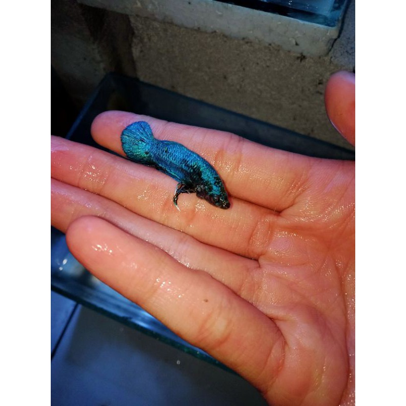 cupang Avatar Gordon (Bahan)