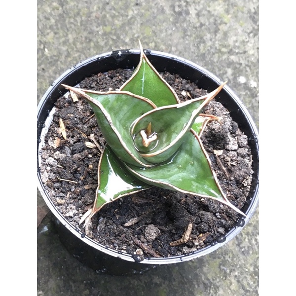 Tanaman Hias Koleksi Sukulen Sansevieria Pinguiculata