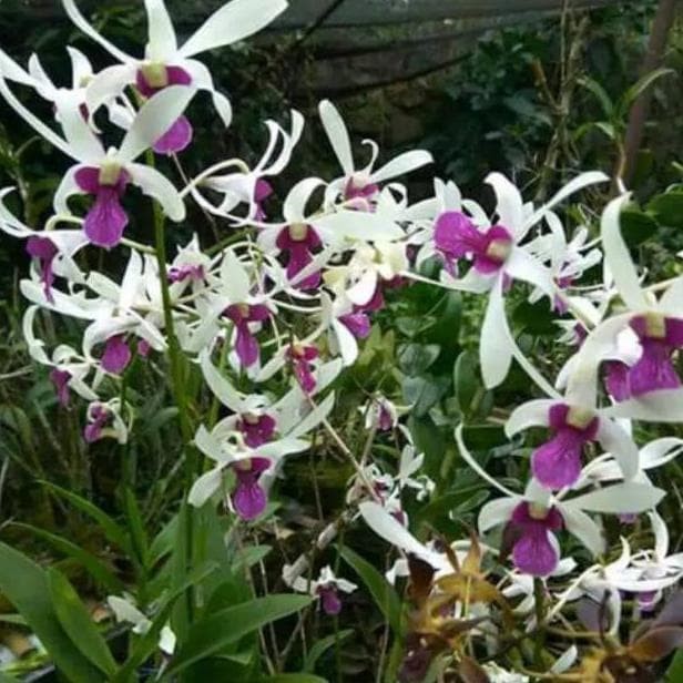 Anggrek Dendrobium Mesangnil
