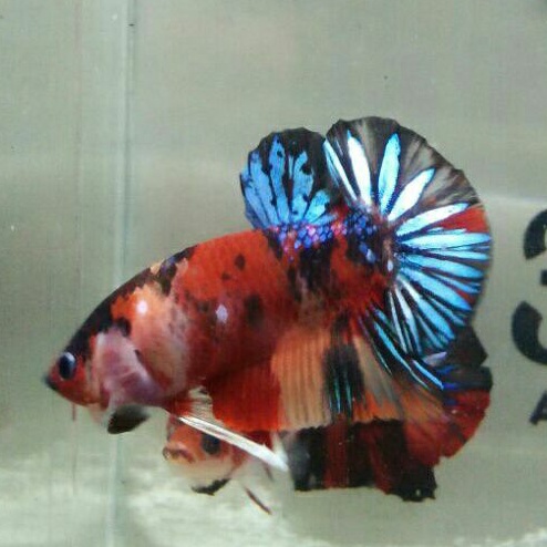 ikan cupang nemo koi multicolor hmpk male