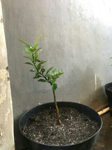 Bibit Buah Jeruk Brazil Supermurah