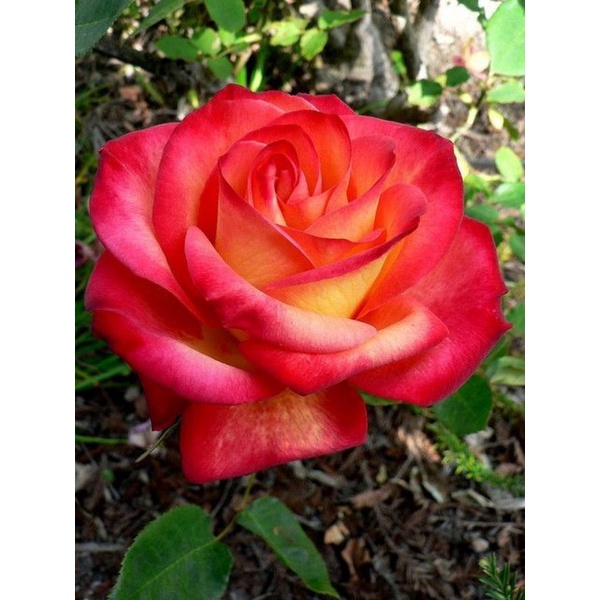 Tanaman Hidup Bunga Mawar LIDAH API-Mawar hidup-Mawar orange-mawar murah-mawar cantik-bunga mawar hi