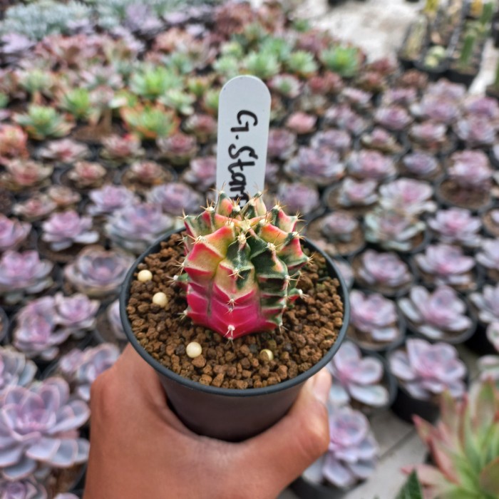 Gymnocalycium Starfire (potelan)