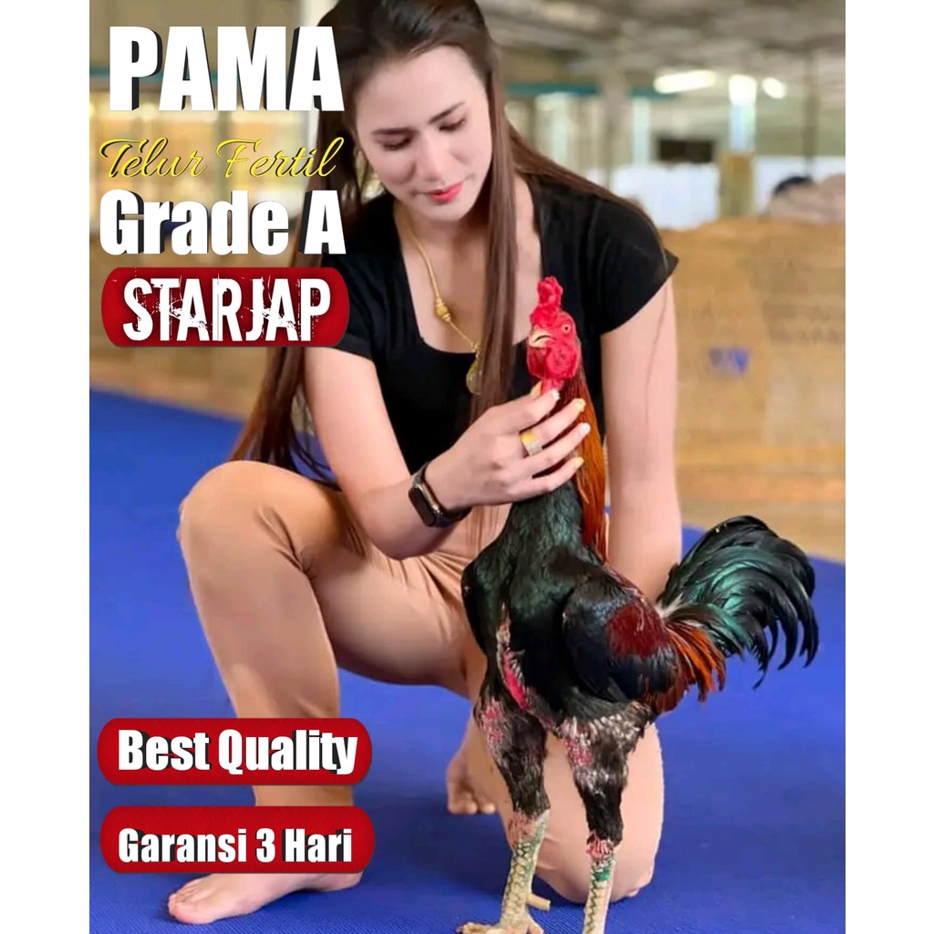 ayam asli super pukul thailand asli telur fertil line mangon yokere