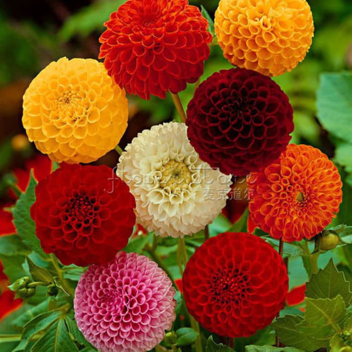 Benih Bunga Dahlia / Biji Bunga Dahlia Pompom Benih Bunga Cantik