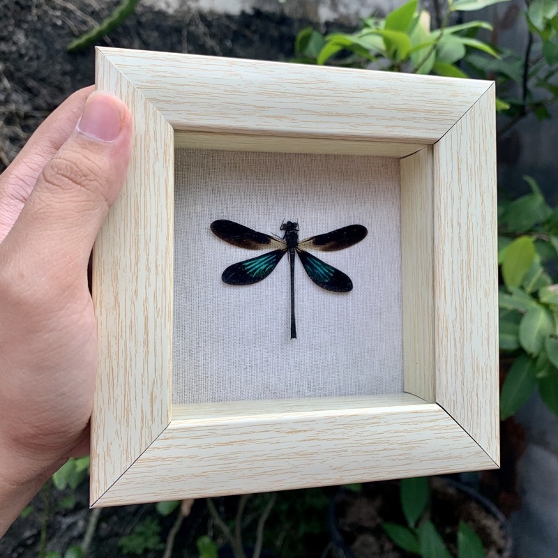 Insektarium Capung / Awetan Serangga / Awetan Capung