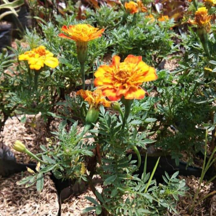 Tanaman Hias Marigold Bunga Merigold