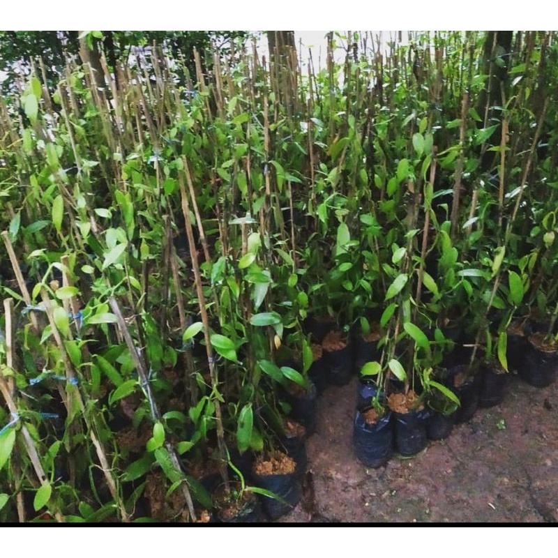 BIBIT VANILI PLANIVOLIA FRESH CUT 1 Meteran