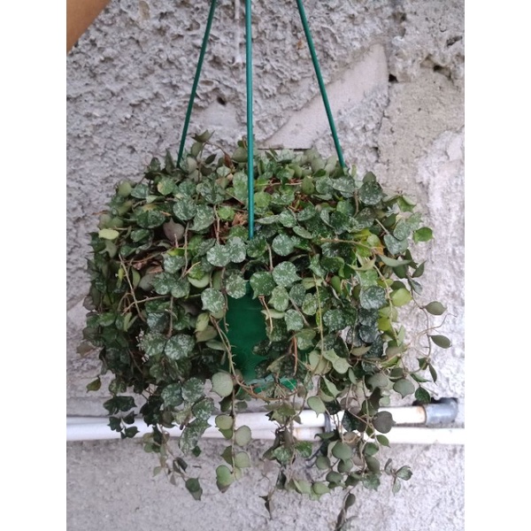 hoya curtisii rimbun