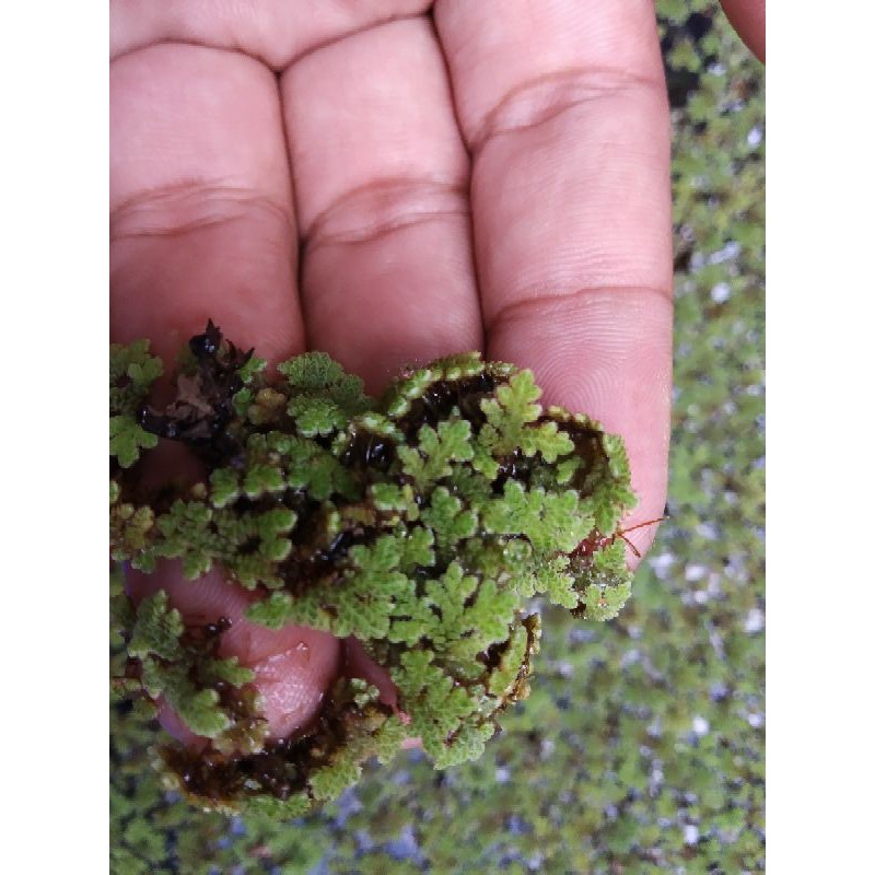 Tanaman Azola per ons