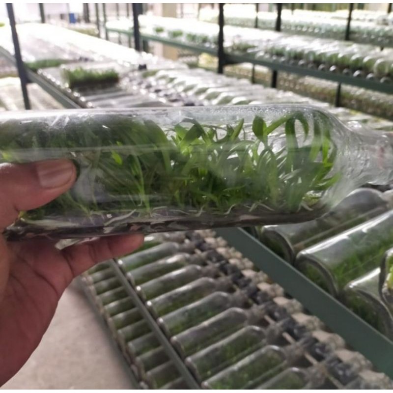 Bibit anggrek Botol Dendro silangan isi 50 plant