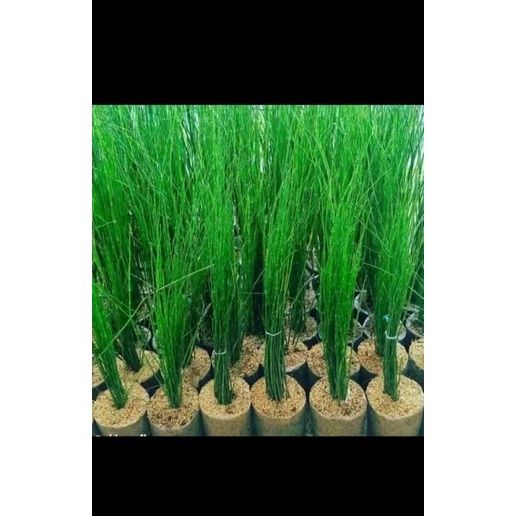 Tanaman hias bambu air - tanaman bambu air hidup - tanaman hias air