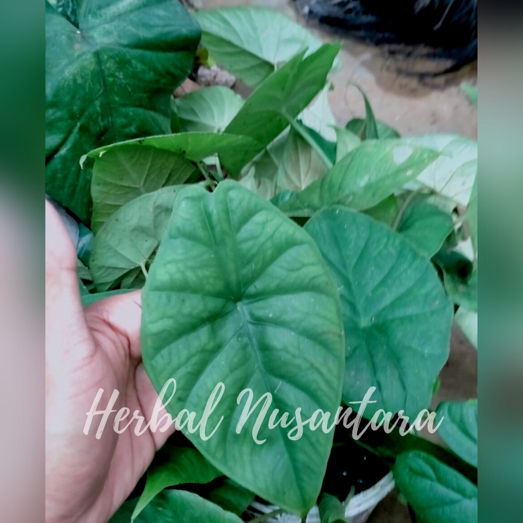 Keladi Tengkorak Hijau Polos - Caladium Green Shield tanaman Hias Umbi dan Tanaman Hidup