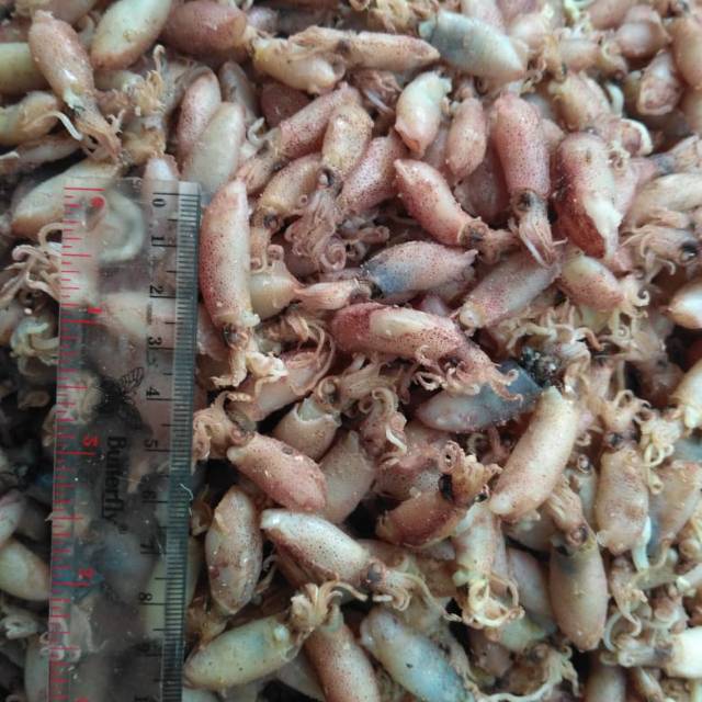 

Baby cumi size 2-3 cm 250 gr