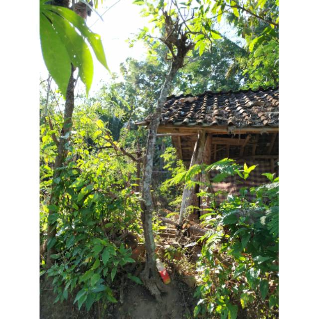 Bahan bonsai murbei istimewa batang besar berkarakter