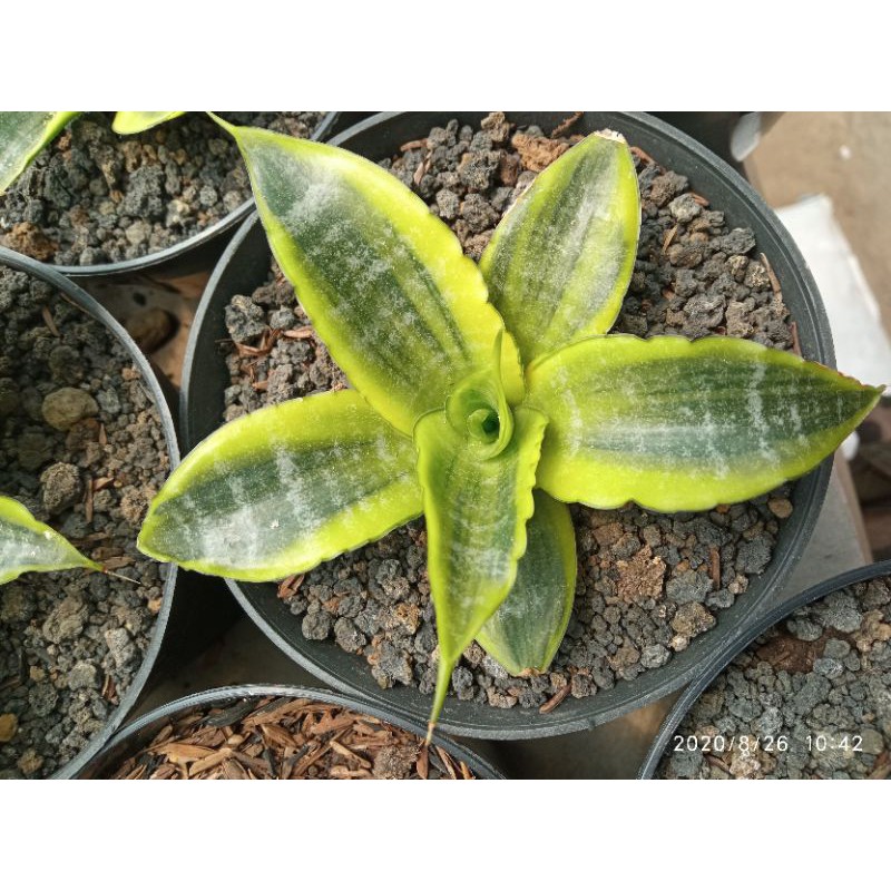 sansevieria cordova variegata