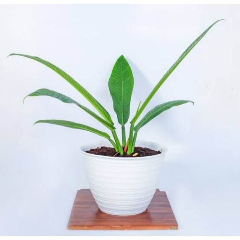 philodendron Lynette