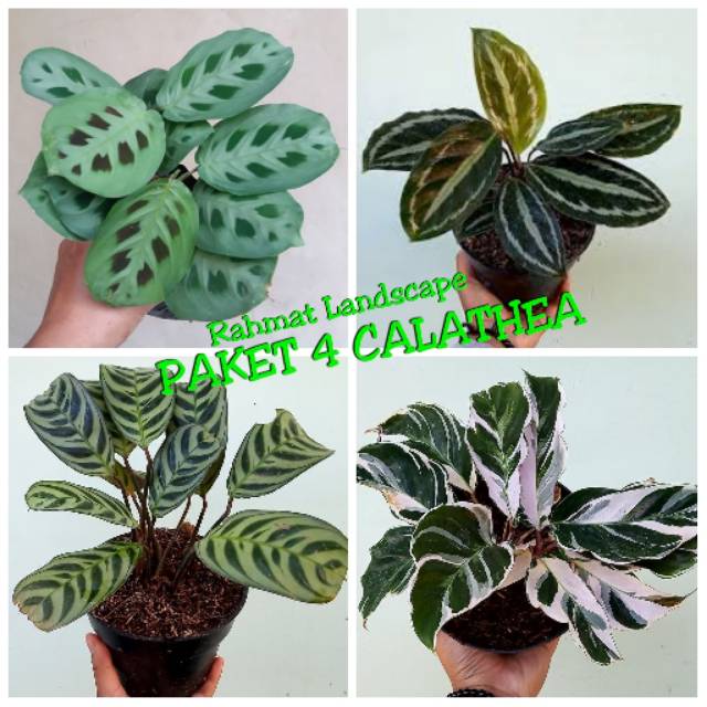 Jual Paket Tanaman Hias Calathea Calathea Tissue Calathea