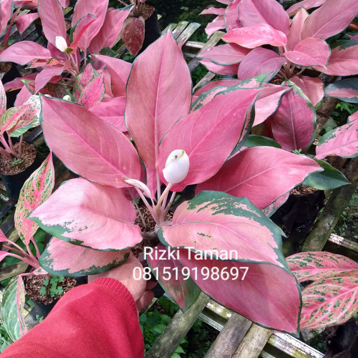 Aglonema kochin tembaga | aglaonema