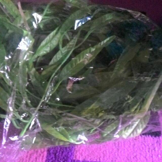 Dau  Rambat / Daun Artificial / Pagar Rambat / Dekor Rumah # Shabby Chic