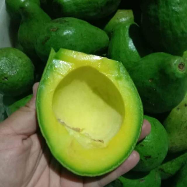 

ALPUKAT MENTEGA 1 KG