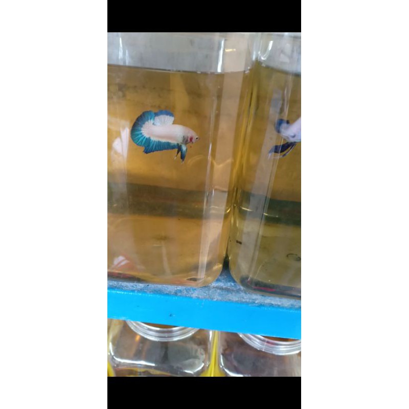 blue rim line Thailand