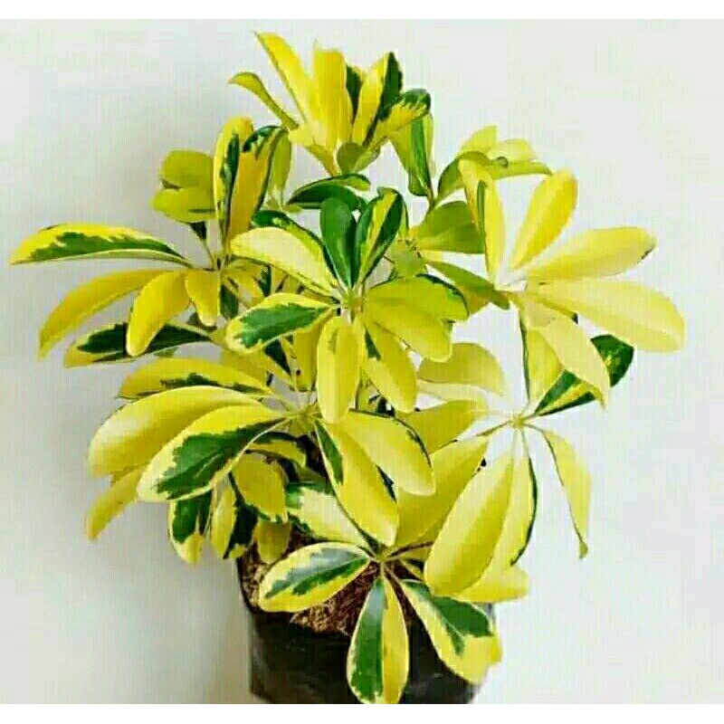 WALISONGO GOLDEN VARIGATA