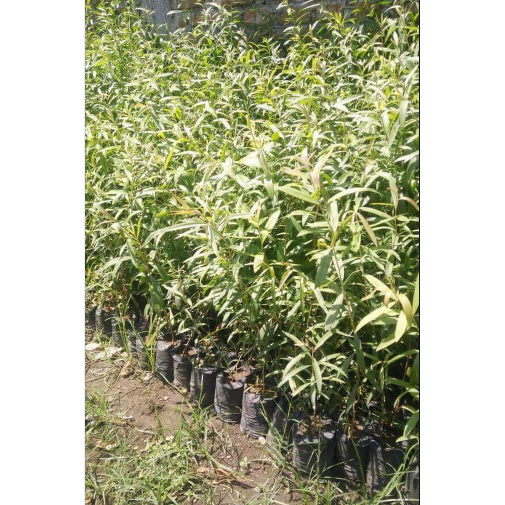 Terlaris Benih Biji Kayu Putih/Ekaliptus