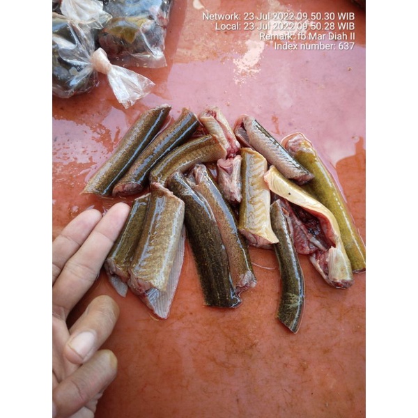 

Belut Tambak fresh.. udah di bersihin