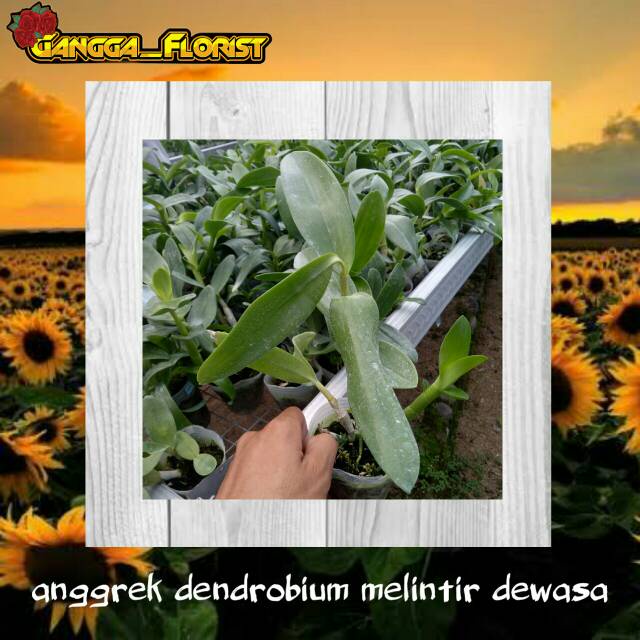 BIBIT TANAMAN ANGGREK DENDROBIUM MELINTIR DEWASA MURAH dewasa