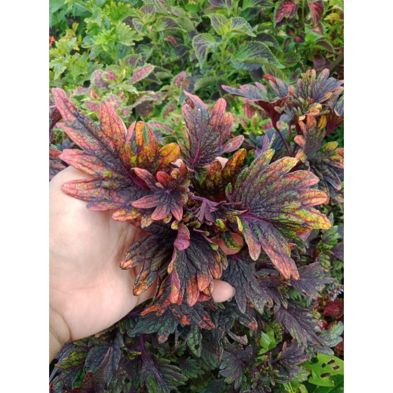 Miana_premium/coleus/jawerkotok