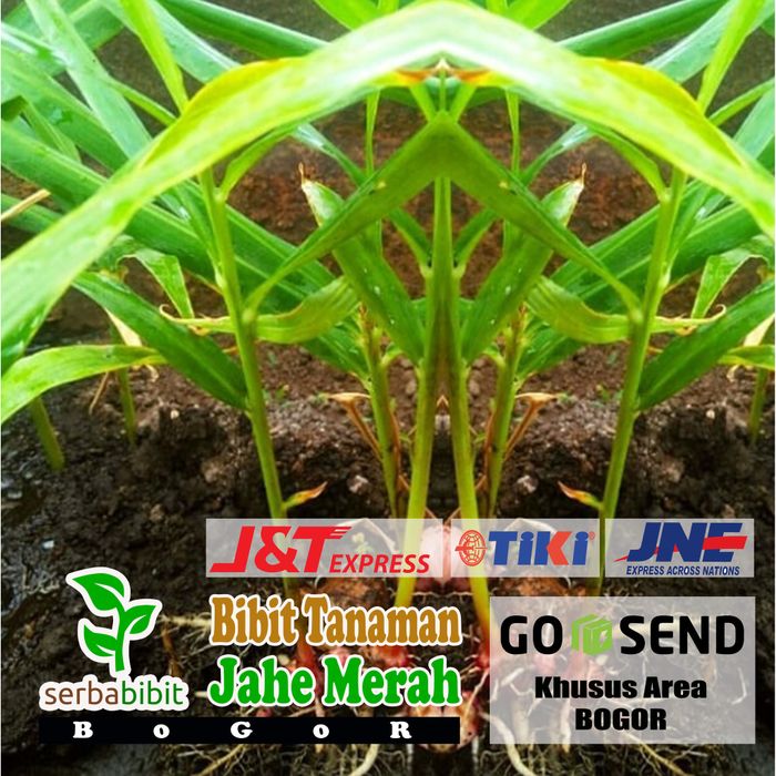 Bibit Jahe Merah - Jahe Merah - Merah Jahe