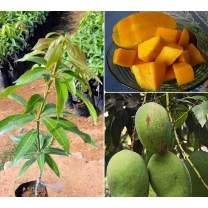 mangga gadung