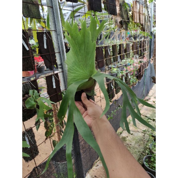 Platycerium Coronarium